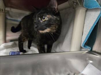 WAFFLECONE -  Domestic Short Hair Cat for Adoption in Derwood, Maryland - WAFFLECONE | PetCurious