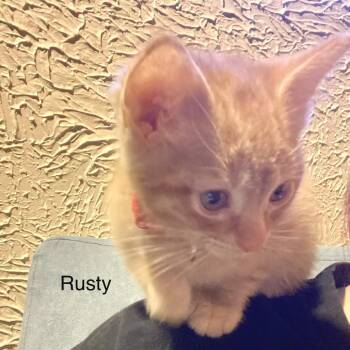 Rusty -  Domestic Short Hair Cat for Adoption in Buffalo, Minnesota - Rusty | PetCurious