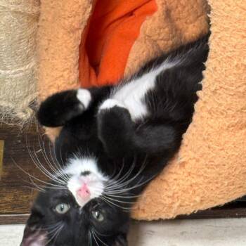 Benny -  Domestic Short Hair Cat for Adoption in Chariton, Iowa - Benny | PetCurious