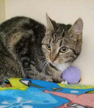 Domestic Short Hair Cats Available for Adoption - Mitzi | PetCurious