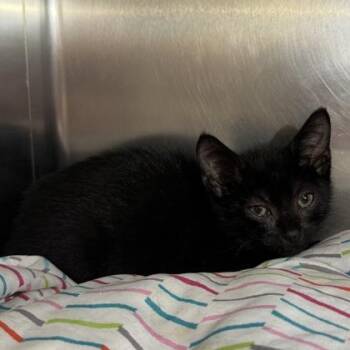 Murren -  Domestic Short Hair Cat for Adoption in Richmond, Virginia - Murren | PetCurious
