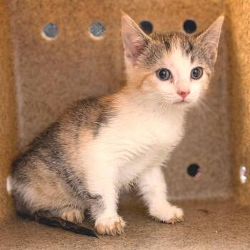 Pina -  Domestic Short Hair Cat for Adoption in Philadelphia, Pennsylvania - Pina | PetCurious