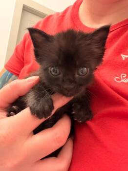 Enola -  Domestic Short Hair Cat for Adoption in Trophy Club, Texas - Enola | PetCurious