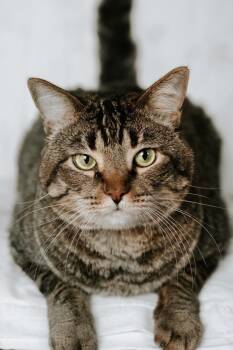 HARVEY -  Domestic Short Hair Cat for Adoption in Rowland Heights, California - HARVEY | PetCurious
