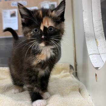 Domestic Short Hair Cats Available for Adoption in Cheyenne, Wyoming - Peanut | PetCurious
