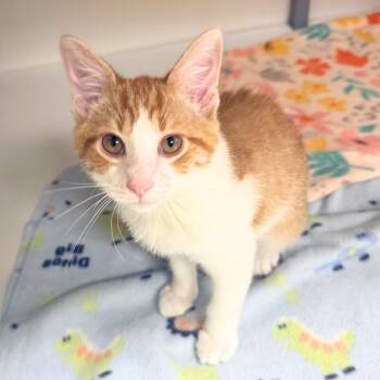 Lyle -  Domestic Short Hair Cat for Adoption in St. Petersburg, Florida - Lyle | PetCurious