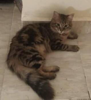 Bengal and Domestic Long Hair Cats Available for Adoption in Brampton, Ontario - Tigeree- Super Affectionate Girl | PetCurious