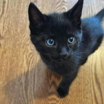 Domestic Short Hair Cats Available for Adoption in Toronto, Ontario - Levi | PetCurious