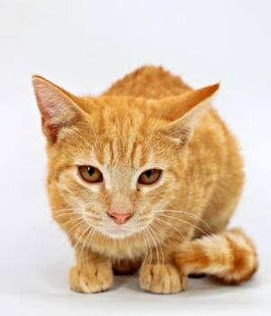 Crush -  Domestic Short Hair Cat for Adoption in Morton Grove, Illinois - Crush | PetCurious