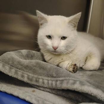 Domestic Short Hair Cats Available for Adoption in Eagle Mountain, Utah - Cream Cheese Benson | PetCurious