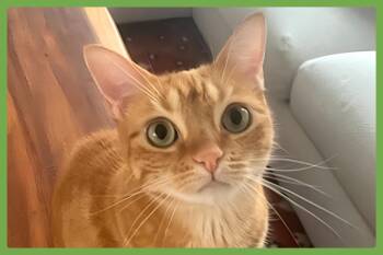 Luna -  Domestic Short Hair Cat for Adoption in Amherst, Massachusetts - Luna | PetCurious