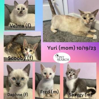 Rescue Siamese Cats for Adoption in Washington, Pennsylvania - Yuri | PetCurious