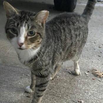Domestic Short Hair Cats Available for Adoption in Waco, Texas - Poppi | PetCurious