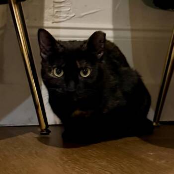 Domestic Short Hair Cats Available for Adoption - Stevie | PetCurious