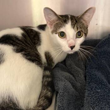 Tego -  Domestic Short Hair Cat for Adoption in Winston-salem, North Carolina - Tego | PetCurious