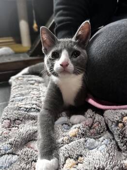 Hoth -  Domestic Short Hair Cat for Adoption in Dallas, Texas - Hoth | PetCurious