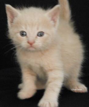 Gumball -  Domestic Short Hair and Tabby Cat for Adoption in Newland, North Carolina - Gumball | PetCurious