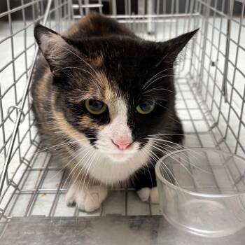 Domestic Short Hair Cats Available for Adoption in Philadelphia, Pennsylvania - Luna Tuna | PetCurious