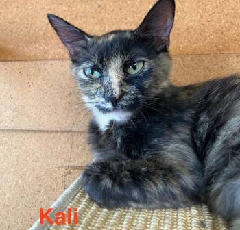 Kali -  Domestic Short Hair Cat for Adoption in Zimmerman, Minnesota - Kali | PetCurious