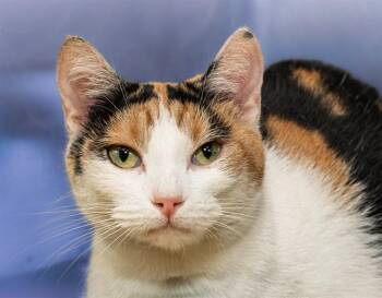 MERCURY -  Domestic Short Hair Cat for Adoption in Cookeville, Tennessee - MERCURY | PetCurious