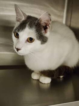 Domestic Short Hair Cats Available for Adoption in Hilton Head Island, South Carolina - Jersey | PetCurious