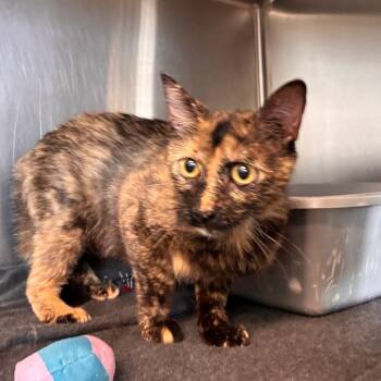 Sheba -  Domestic Short Hair Cat for Adoption in Manhattan, Kansas - Sheba | PetCurious