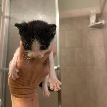 Choco -  Domestic Short Hair Cat for Adoption in Bel Air, Maryland - Choco | PetCurious