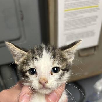 EVE -  Domestic Short Hair Cat for Adoption in Saint Joseph, Missouri - EVE | PetCurious