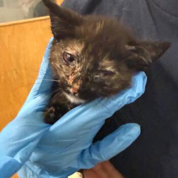Mirabel -  Domestic Medium Hair Cat for Adoption in Charleston, West Virginia - Mirabel | PetCurious