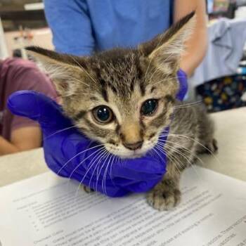 Magnus -  Domestic Short Hair Cat for Adoption in Beatrice, Nebraska - Magnus | PetCurious