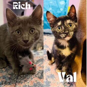 Rescue Domestic Short Hair Cats for Adoption in Minneapolis, Minnesota - Val / Rich | PetCurious