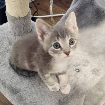 Bugs* -  Domestic Short Hair Cat for Adoption in San Gabriel, California - Bugs* | PetCurious