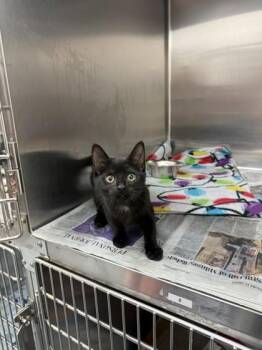 Javadi -  Domestic Short Hair Cat for Adoption in North Miami Beach, Florida - Javadi | PetCurious