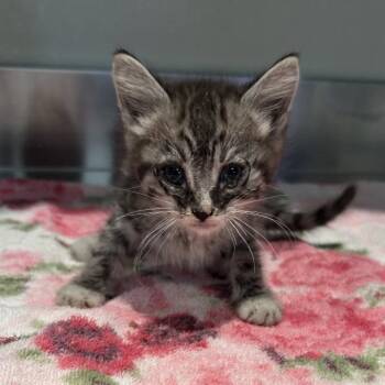 Alex* -  Domestic Short Hair Cat for Adoption in San Gabriel, California - Alex* | PetCurious
