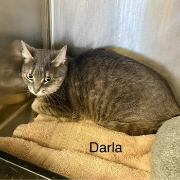 Domestic Short Hair Cats Available for Adoption - Darla | PetCurious