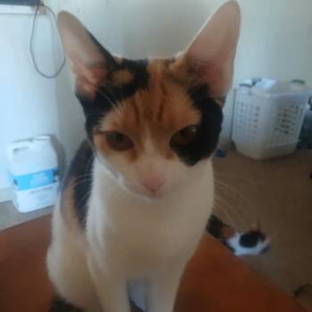 American Shorthair Cats Available for Adoption - Rosie | PetCurious