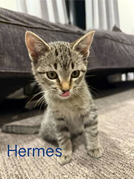 Rescue Domestic Short Hair Cats for Adoption in Denver, Colorado - Hermes Cresthaven (Western Slope) | PetCurious
