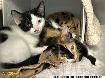PIXIE -  Domestic Short Hair Cat for Adoption in West Palm Beach, Florida - PIXIE | PetCurious
