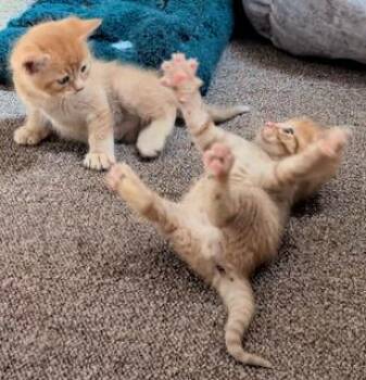 Morris,  Heathcliff & Garfield - CCC -  Tabby and Domestic Short Hair Cat Available for Adoption in San Luis Obispo, California - Morris,  Heathcliff & Garfield - CCC | PetCurious