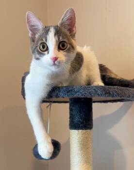 Essex -  Calico and Dilute Calico Cat for Adoption in Pompano Beach, Florida - Essex | PetCurious