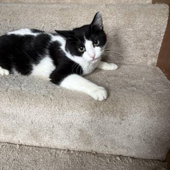 Domestic Short Hair Cats Available for Adoption - Oreo | PetCurious