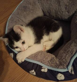 Rescue Domestic Short Hair Cats for Adoption in Sainte-angèle-de-monnoir, Quebec - Craquelin (FA/FF) | PetCurious