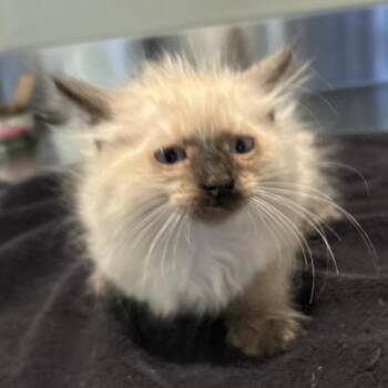 IVHS-Stray-139592 -  Siamese Cat for Adoption in San Gabriel, California - IVHS-Stray-139592 | PetCurious