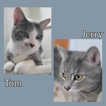 Rescue Domestic Short Hair Cats for Adoption in Fairborn, Ohio - Tom & Jerry | PetCurious
