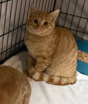 Domestic Short Hair Cats Available for Adoption - Autumn | PetCurious