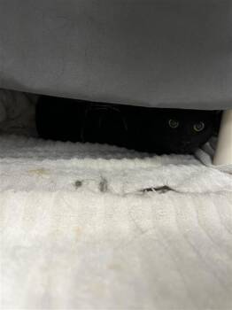 Larry. (Assila Bibiche) -  Domestic Short Hair Cat for Adoption in Montreal, Quebec - Larry. (Assila Bibiche) | PetCurious
