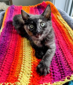 Domestic Short Hair Cats Available for Adoption in Winnipeg, Manitoba - Whisper  | PetCurious