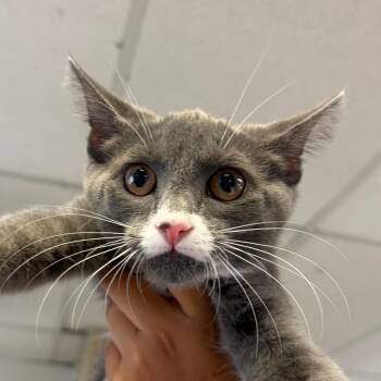 Gamora -  Domestic Short Hair Cat for Adoption in Goleta, California - Gamora | PetCurious