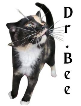 Dr.Bee -  Domestic Short Hair Cat for Adoption in Columbus, Indiana - Dr.Bee | PetCurious