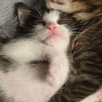 Domestic Short Hair Cats Available for Adoption in San Antonio, Texas - Jeremy | PetCurious
